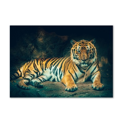 Print on acrylic Tiger in a cave