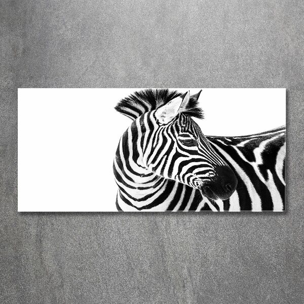 Print on acrylic Zebra in the snow