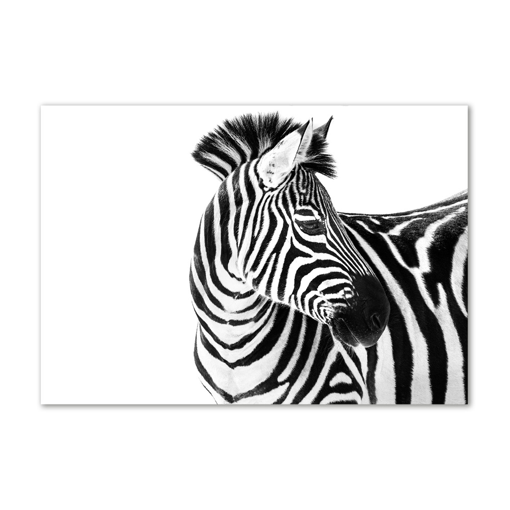 Print on acrylic Zebra in the snow