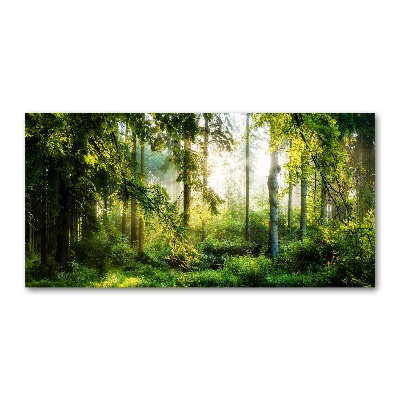 Acrylic wall art Morning sun forest