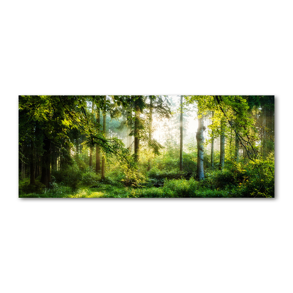 Acrylic wall art Morning sun forest