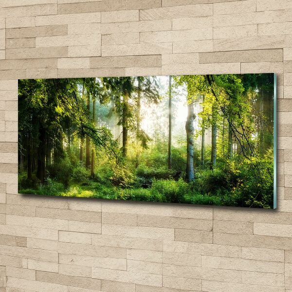 Acrylic wall art Morning sun forest