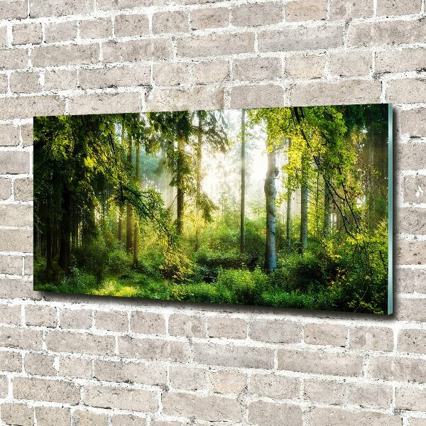 Acrylic wall art Morning sun forest