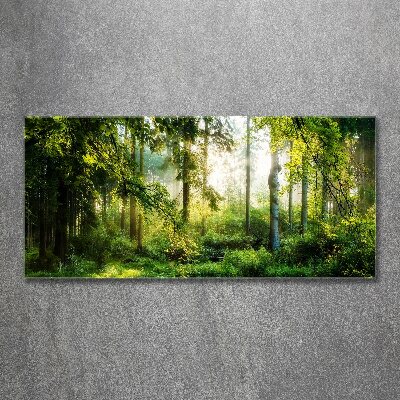 Acrylic wall art Morning sun forest