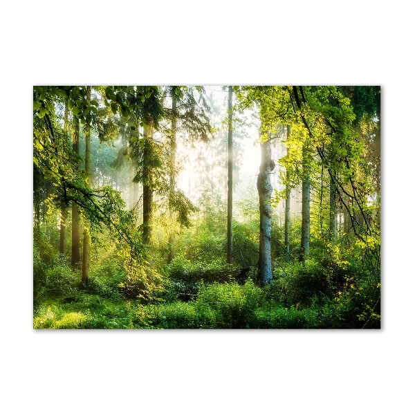 Acrylic wall art Morning sun forest