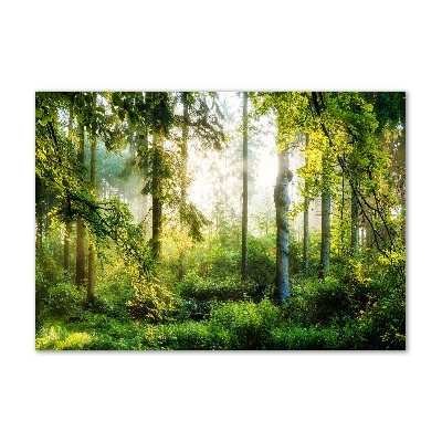 Acrylic wall art Morning sun forest