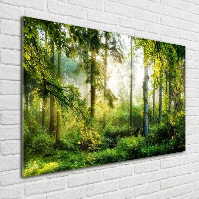 Acrylic wall art Morning sun forest