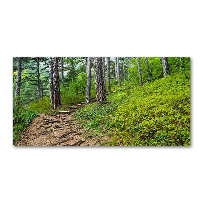 Acrylic wall art Forest track