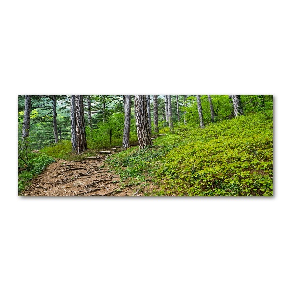 Acrylic wall art Forest track