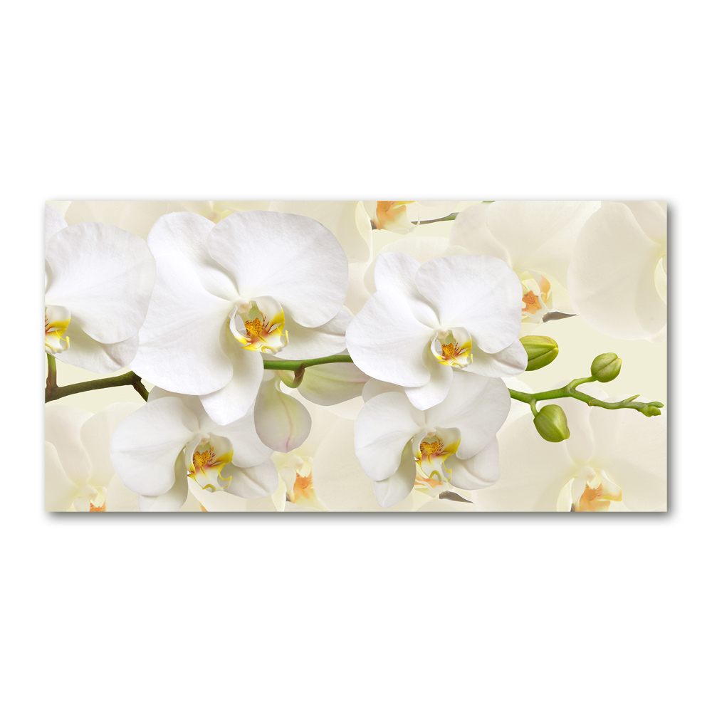 Acrylic print Orchid