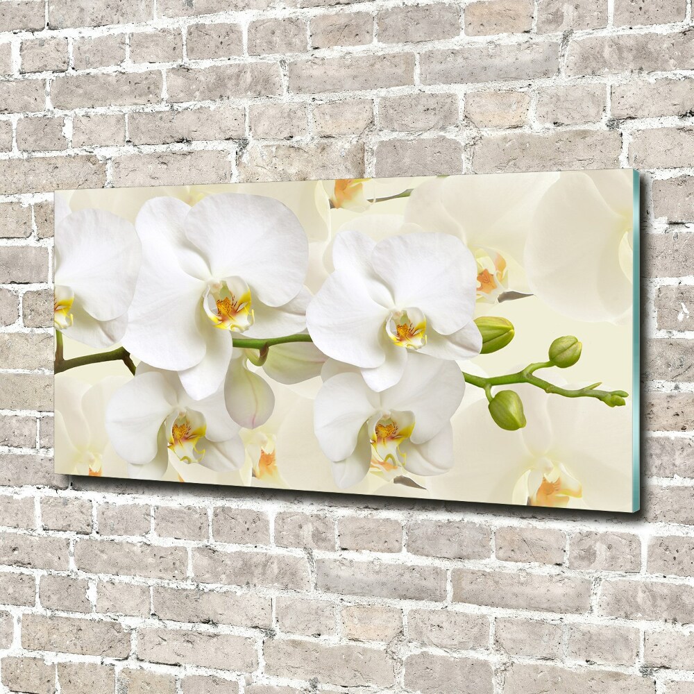 Acrylic print Orchid