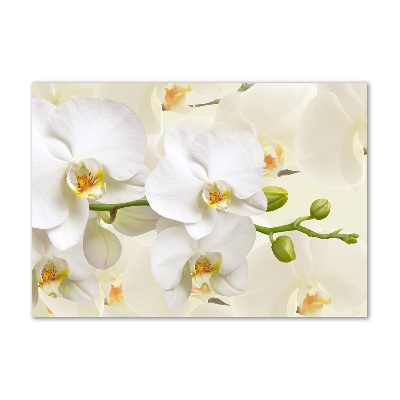 Acrylic print Orchid