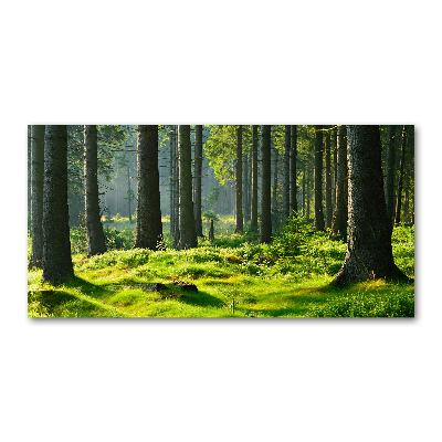 Wall art acrylic Spruce forest