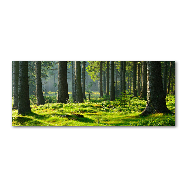 Wall art acrylic Spruce forest