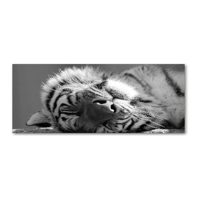 Wall art acrylic Sleepy Tiger