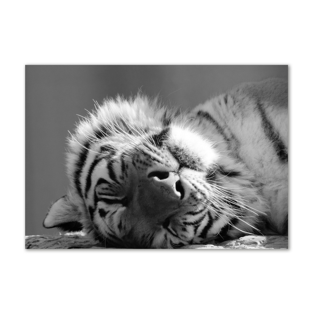 Wall art acrylic Sleepy Tiger