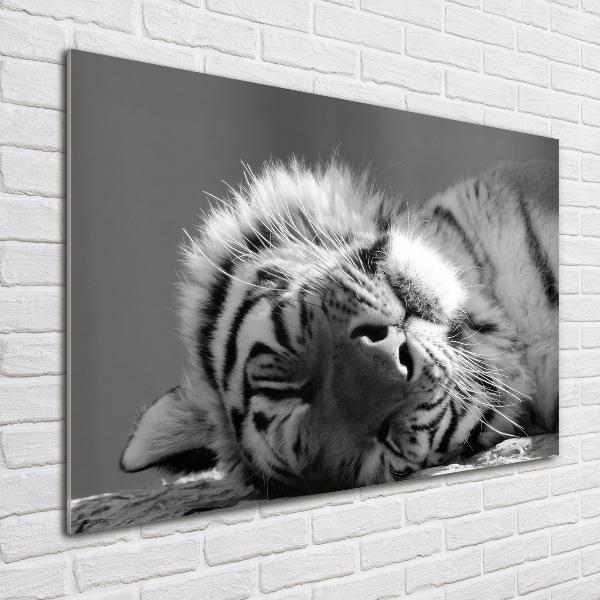 Wall art acrylic Sleepy Tiger