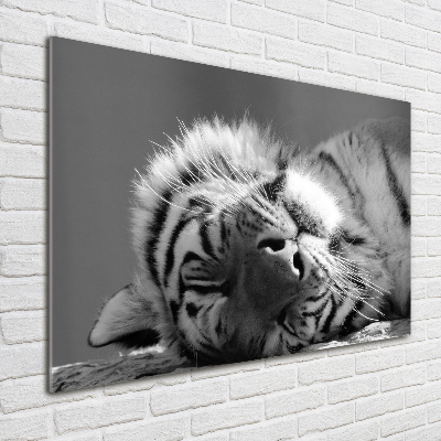 Wall art acrylic Sleepy Tiger