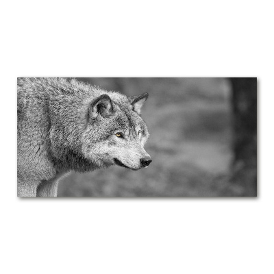 Print on acrylic Gray wolf