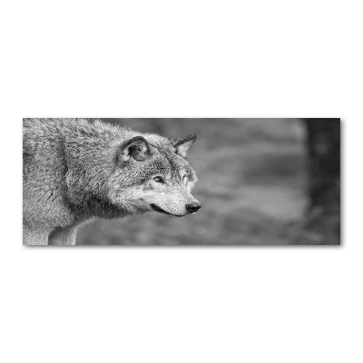 Print on acrylic Gray wolf