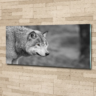 Print on acrylic Gray wolf