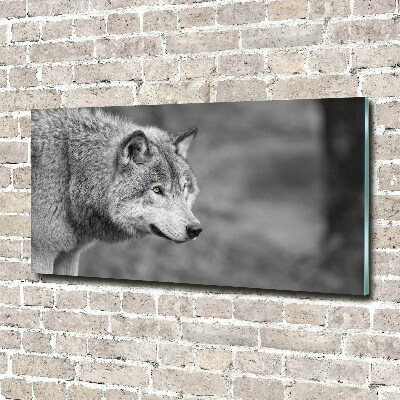 Print on acrylic Gray wolf