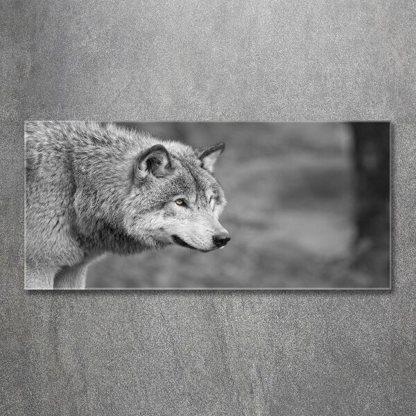 Print on acrylic Gray wolf