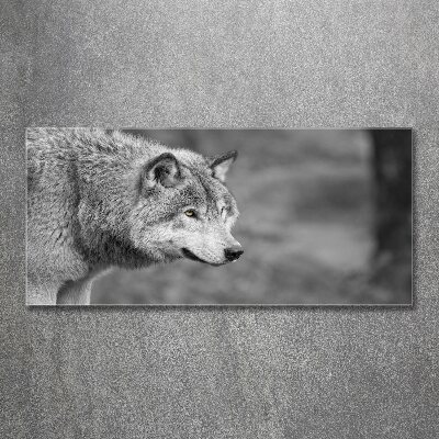 Print on acrylic Gray wolf