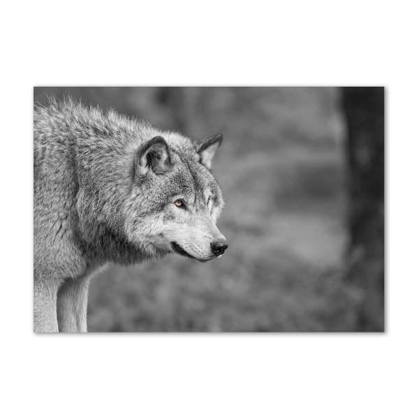 Print on acrylic Gray wolf