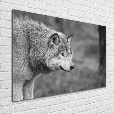 Print on acrylic Gray wolf