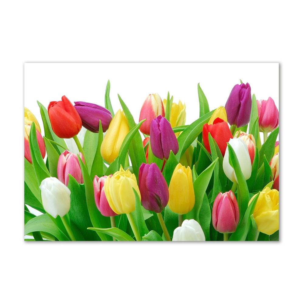 Glass acrylic wall art Colorful tulips