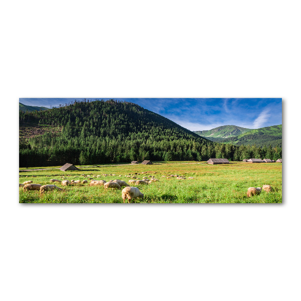 Wall art acrylic Sheep in the Tatra Mountains