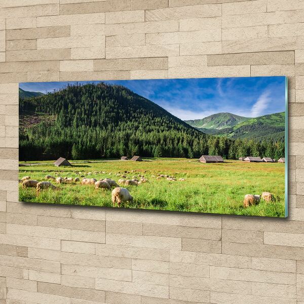 Wall art acrylic Sheep in the Tatra Mountains