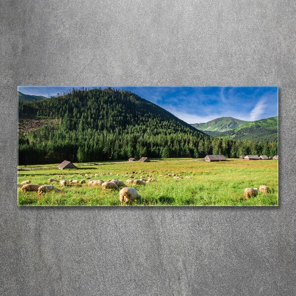 Wall art acrylic Sheep in the Tatra Mountains