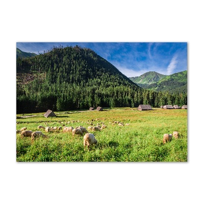 Wall art acrylic Sheep in the Tatra Mountains