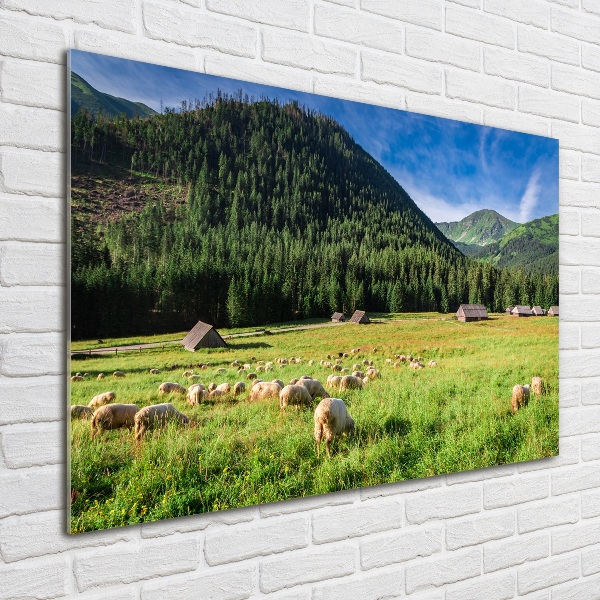 Wall art acrylic Sheep in the Tatra Mountains