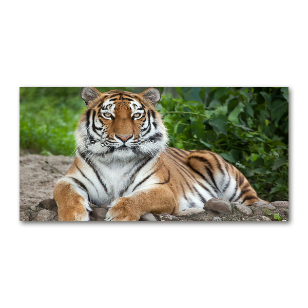 Print on acrylic Siberian tiger