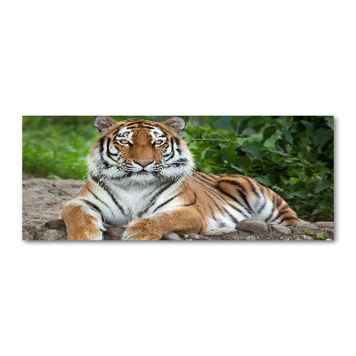 Print on acrylic Siberian tiger