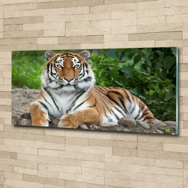 Print on acrylic Siberian tiger