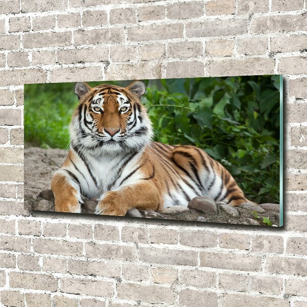 Print on acrylic Siberian tiger