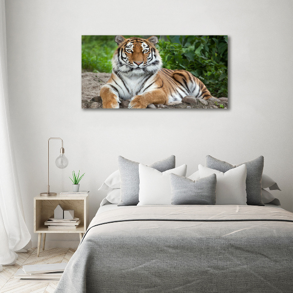 Print on acrylic Siberian tiger