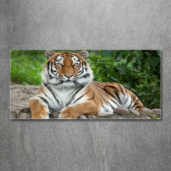 Print on acrylic Siberian tiger