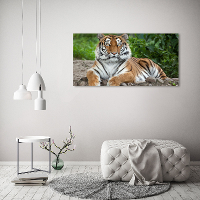 Print on acrylic Siberian tiger