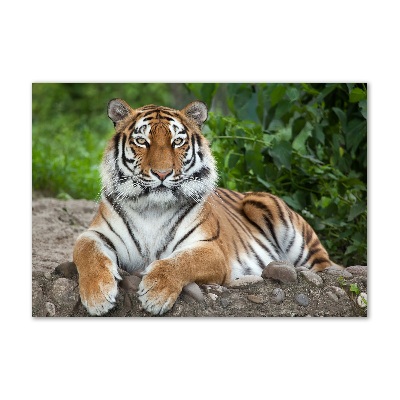 Print on acrylic Siberian tiger