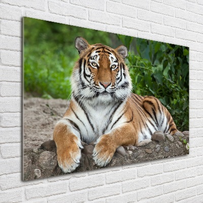 Print on acrylic Siberian tiger