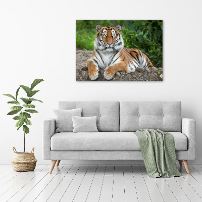 Print on acrylic Siberian tiger