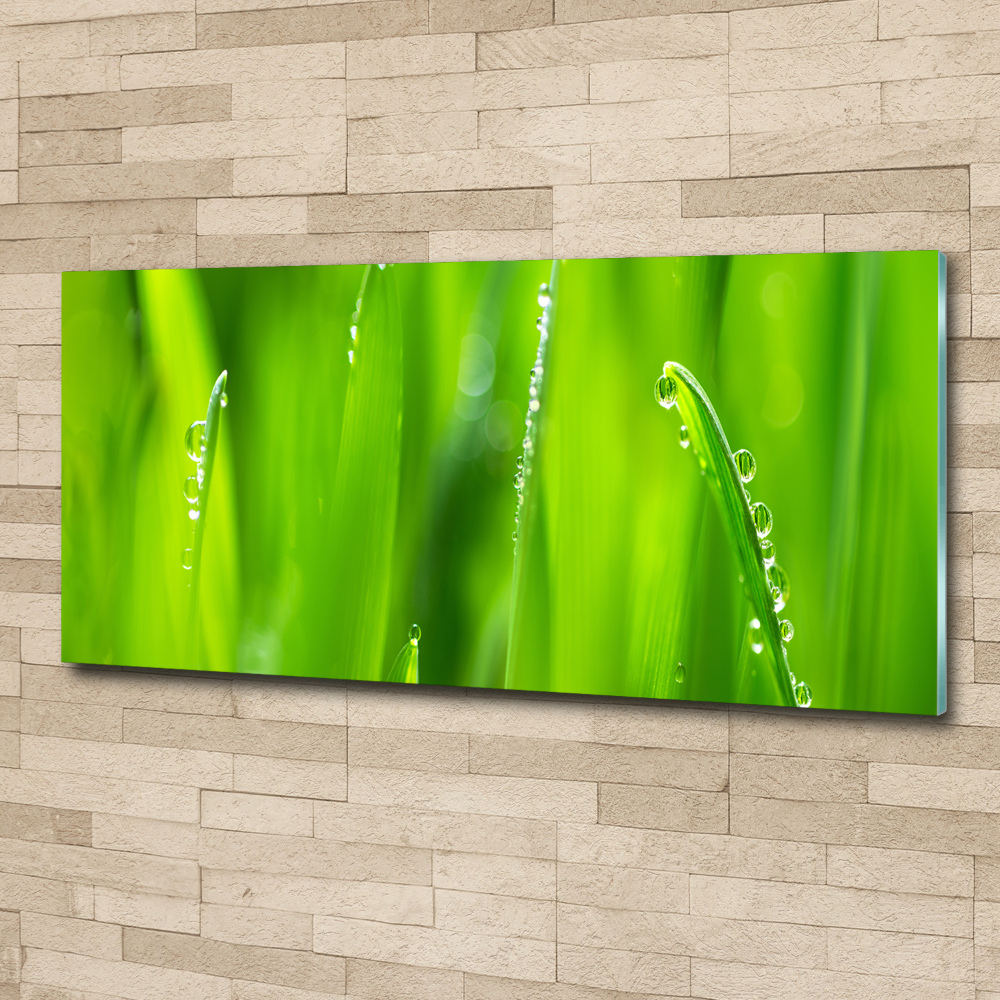 Glass acrylic wall art Young oats