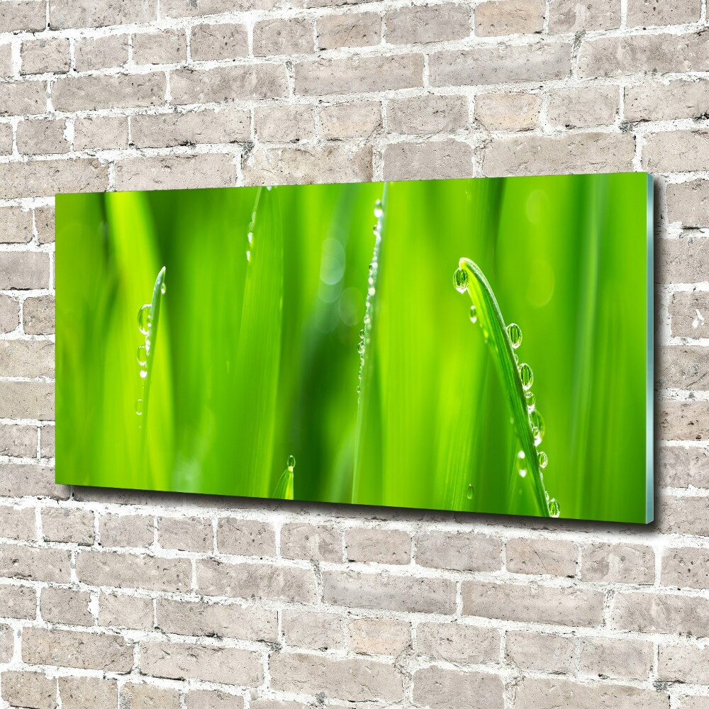 Glass acrylic wall art Young oats