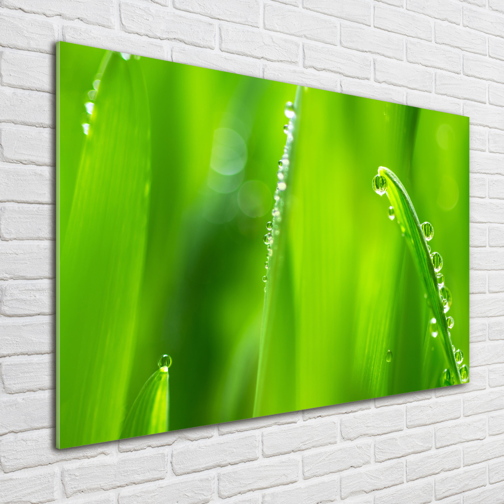 Glass acrylic wall art Young oats