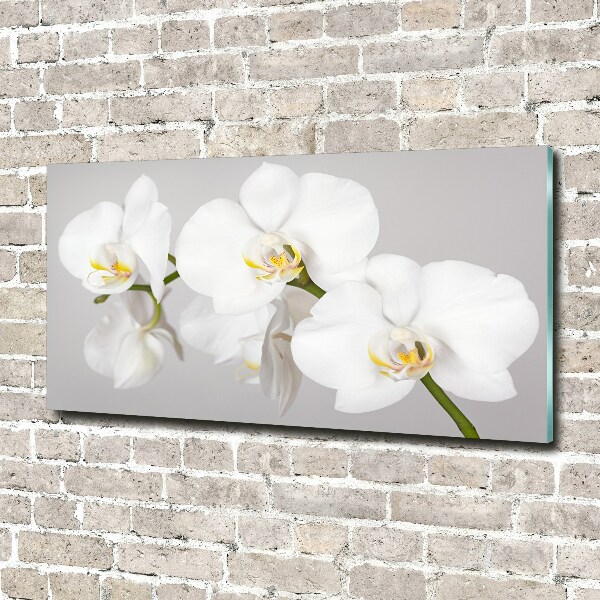 Acrylic print Orchid